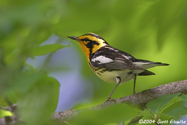 Blackburnian Warbler