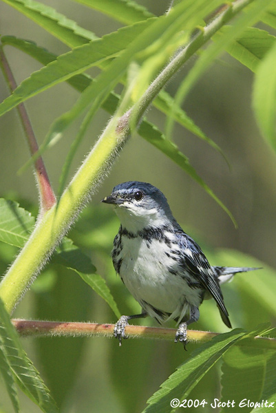 Cerulean Warbler