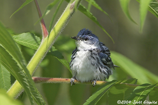 Cerulean Warbler