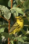 Prairie Warbler