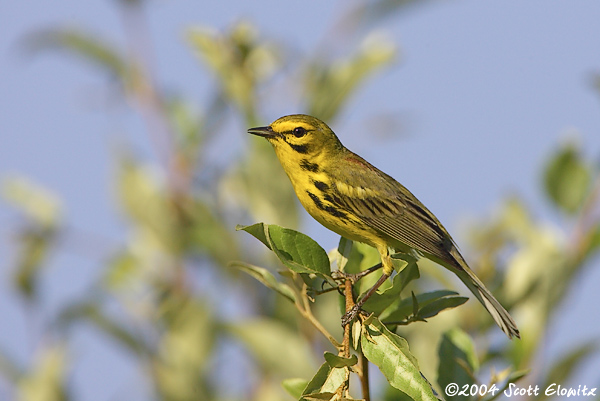 Prairie Warbler