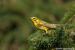 Prairie Warbler