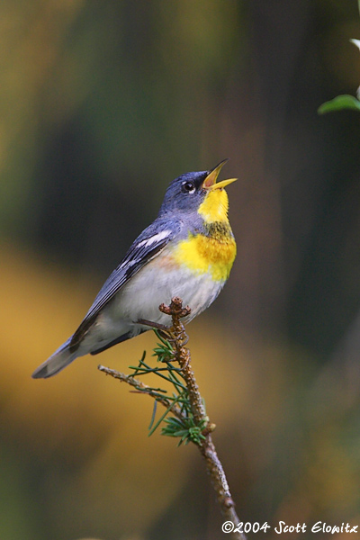 Northern Parula