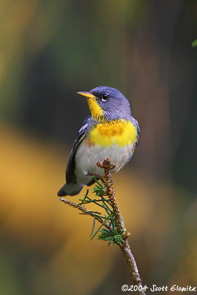 Northern Parula