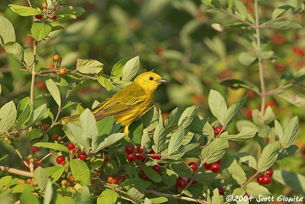 yellow warbler
