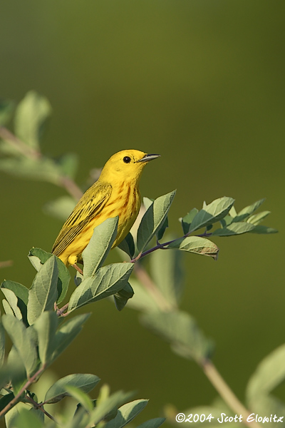 yellow warbler
