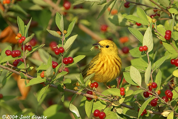 yellow warbler
