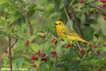 yellow warbler
