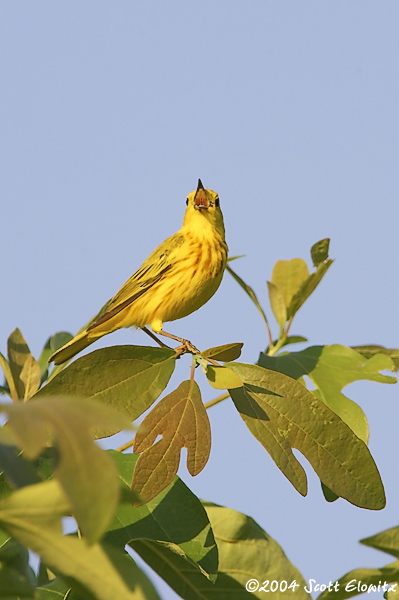 yellow warbler
