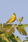 yellow warbler
