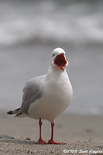 Red-billed Gull