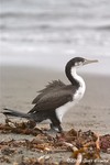 Pied Cormorant