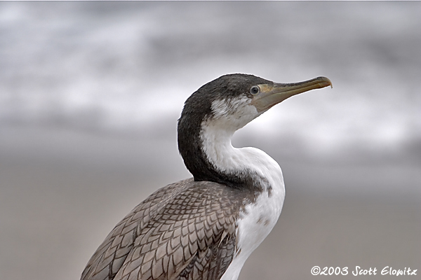 Pied Cormorant