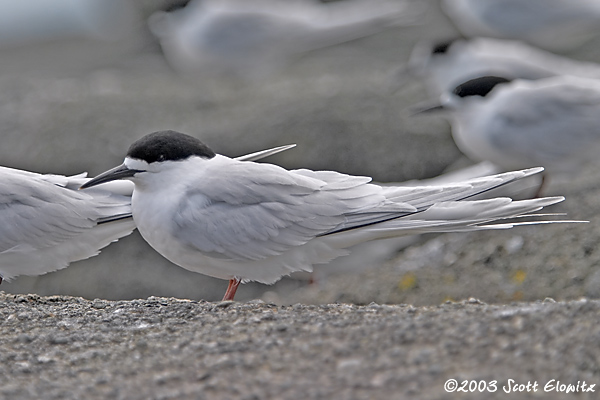 White-fronted Tern