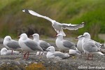 Red-billed Gull