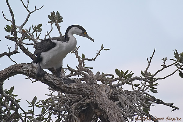 Pied Cormorant