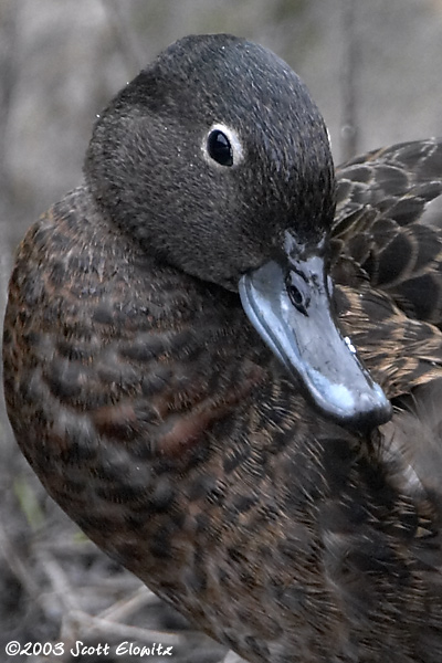 Brown Teal