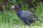 Takahe