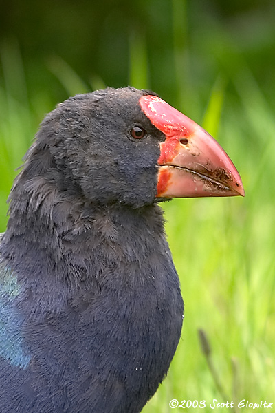 Takahe