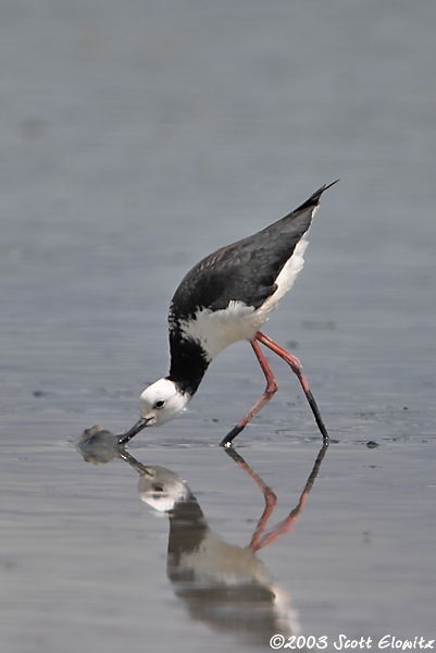 Black-winged Stilt