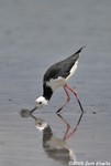 Black-winged Stilt