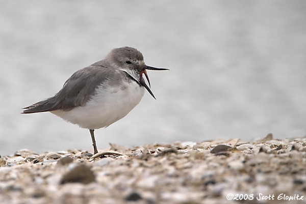 Wrybill