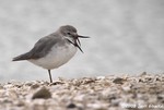 Wrybill