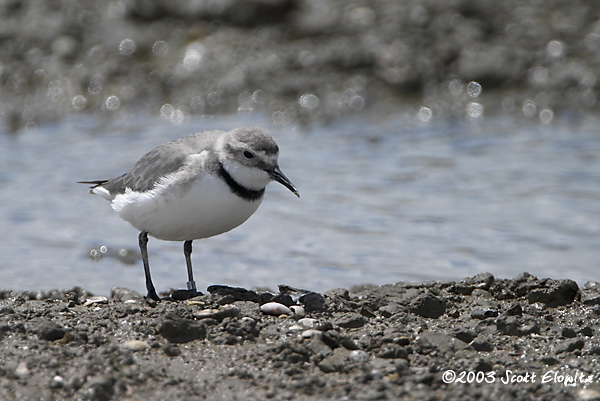 Wrybill