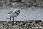 Wrybill