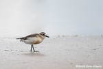 Double-Banded Plover