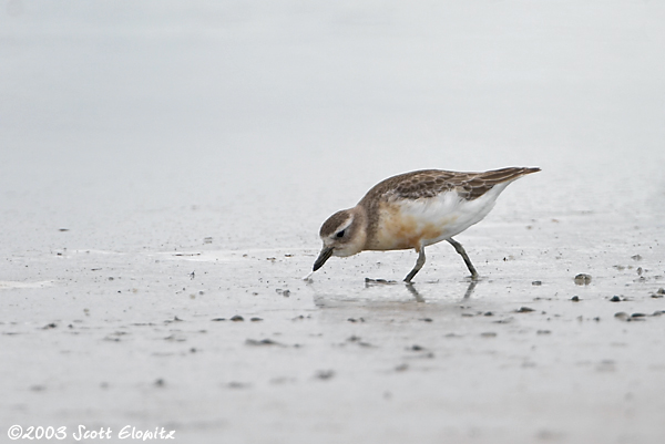 Red-breasted Dotterel