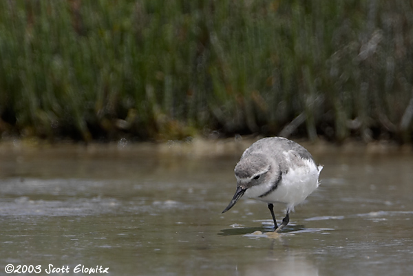 Wrybill
