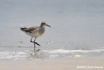 Sharp-tailed Sandpiper