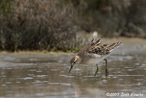 Sharp-tailed Sandpiper