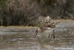 Sharp-tailed Sandpiper