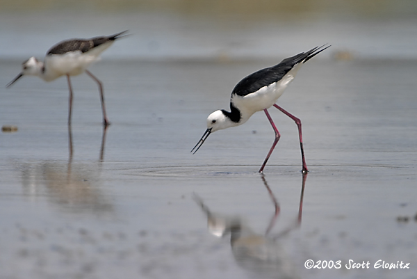 Black-winged Stilt and juvinile