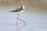 Black-winged Stilt