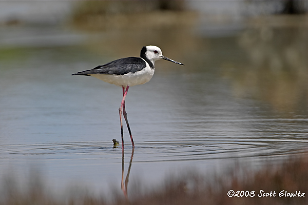 Black-winged Stilt