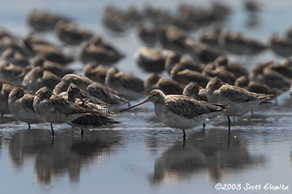 Black-tailed Godwit