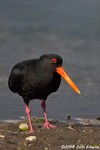 Variable Oystercatcher