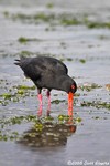 Variable Oystercatcher