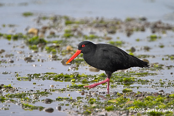 Variable Oystercatcher