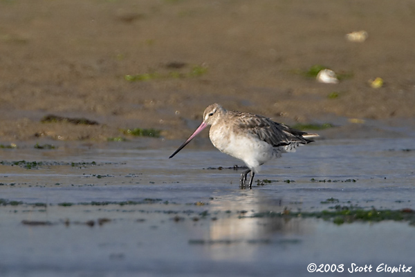 Bar-tailed Godwit