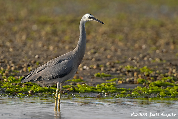 White-faced Heron