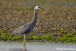 White-faced Heron