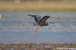 White-faced Heron