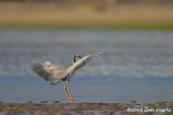 White-faced Heron