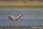 White-faced Heron