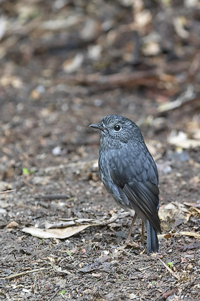 New Zealand Robin