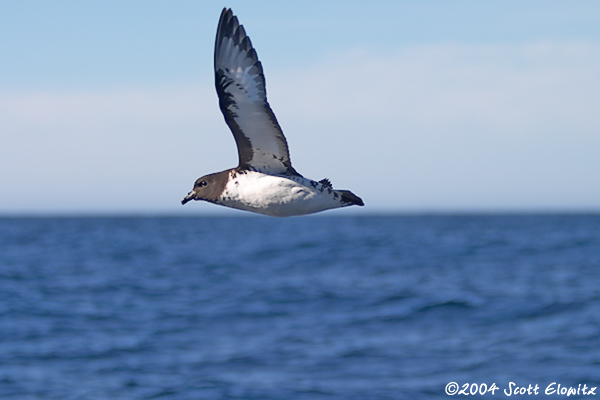 Cape Petrel